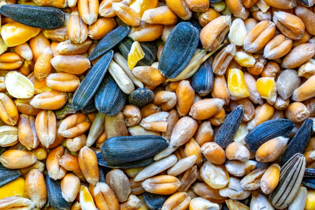 Close-up of mixed bird seeds including sunflower, corn, and millet. Perfect for wildlife feeding.